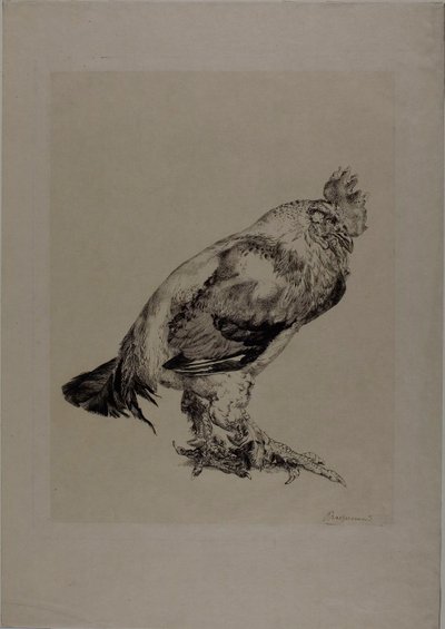 オールド・コック 作： Félix Henri Bracquemond
