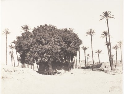 Esneh、Date Palms、Sycamore、Coffee on the Edge of the Nile、1851-52、印刷 1853-54。 作： Félix Teynard
