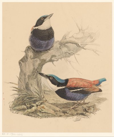 二羽の鳥 作： Florentius Abraham Verster van Wulverhorst
