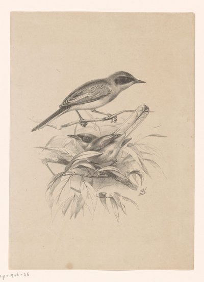 枝に 2 羽の小鳥 作： Floris Verster