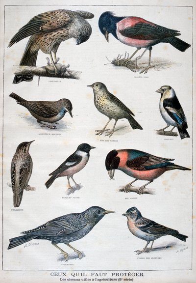 保護され、農業に役立つ鳥、1897 作： Fortuné Méaulle
