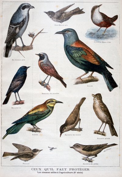 保護され、農業に役立つ鳥、1897 作： Fortuné Méaulle