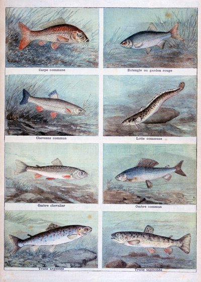 淡水魚、1898年。 作： Fortuné Méaulle