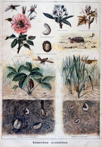 有害な昆虫、1897 作： Fortuné Méaulle