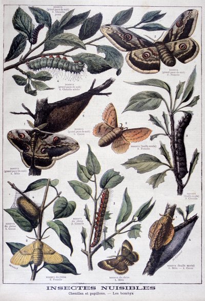 有害な昆虫：毛虫、蝶、蛾、1897年 作： Fortuné Méaulle