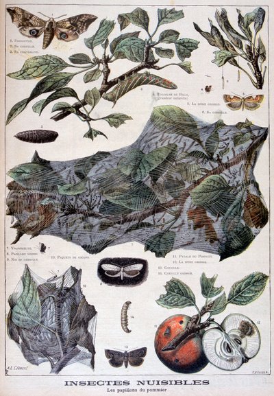 有害な昆虫：リンゴの木に害を与える蛾、1897年 作： Fortuné Méaulle
