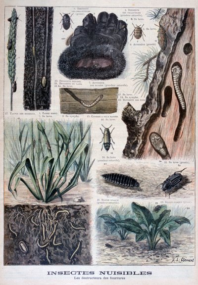 毛皮に有害な昆虫、1897 作： Fortuné Méaulle