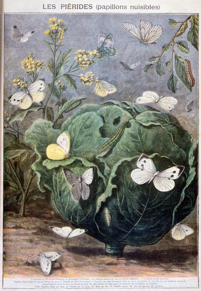 ピエロチョウ、1897 作： Fortuné Méaulle