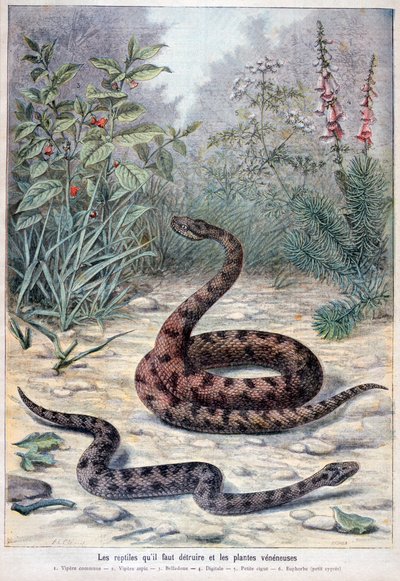 ヘビと有毒植物、1897 作： Fortuné Méaulle