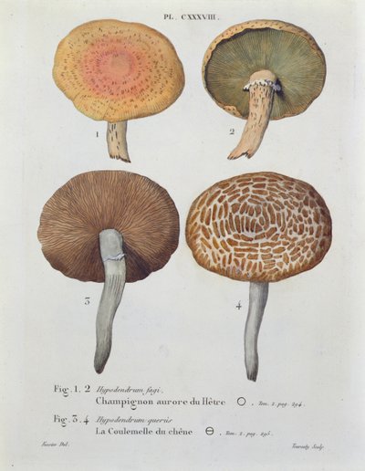 Hypodendrums fagi and queris、JC Leveilleによる &39;Iconographie des Champignons de JJ Paulet&39;のプレート138、Tourcaty、1855によって彫刻 作： Fossier