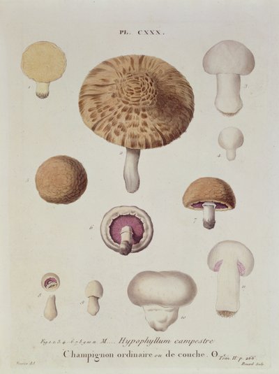 下垂体カンペストレまたはフィールドのキノコ、JHルヴェイユの「Iconographie des Champignons de JJ Paulet」のプレート130、ルナールの彫刻、1855 作： Fossier