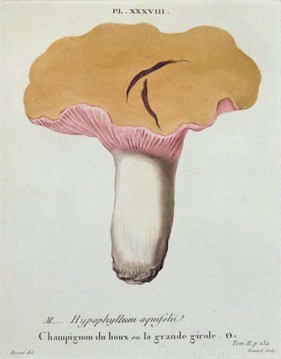 Hyprophyllum aquifolii、JH Leveilleによる「Iconographie des Champignons de JJ Paulet」のプレート38、1855年のルナールの彫刻 作： Fossier