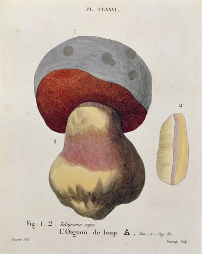 Tubiporus cepa、JC Leveilleによる &39;Iconographie des Champignons de JJ Paulet&39;のプレート176、Tourcaty、1855によって彫刻 作： Fossier