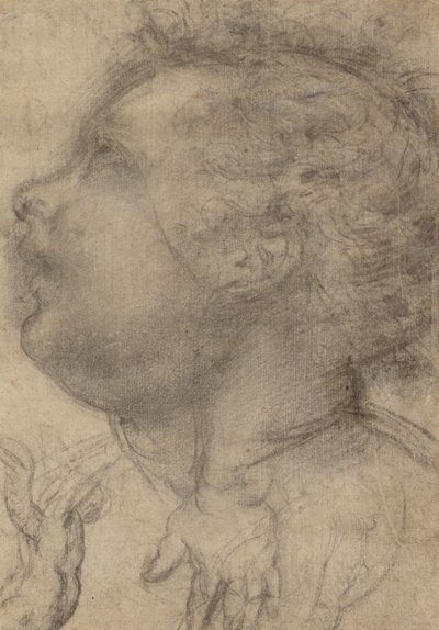 子供の頭部、天使と手（レクト）、男性像（裏面） 作： Fra Bartolommeo (Baccio della Porta)