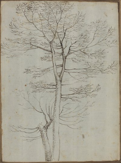 裸の木 [裏面] 作： Fra Bartolommeo
