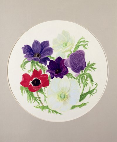 アネモネ 作： Frances Buckland