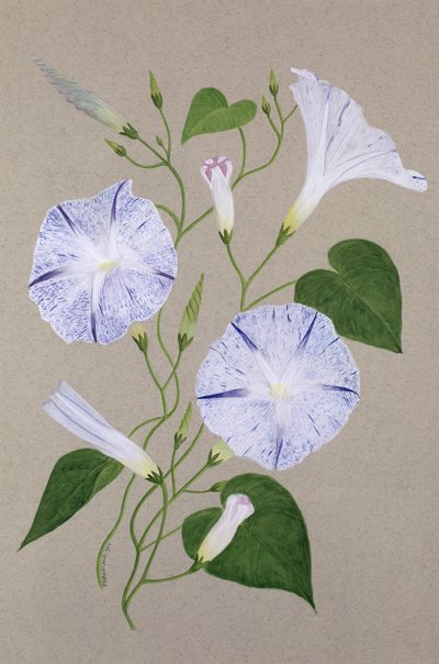 Convolvulus Cneorum 作： Frances Buckland