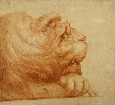 ライオンの頭の横顔（白紙に赤チョーク 作： Francesco de Rossi Salviati Cecchino