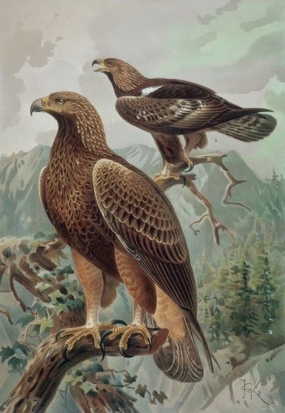 刻まれた金色の大人の男性（1）と女性（2）AQUYLA CHYSAETUS 作： Francia