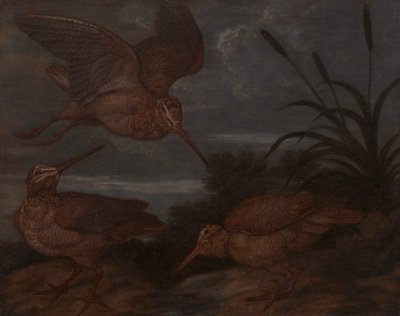 夕暮れ時のウッドコック 作： Francis Barlow