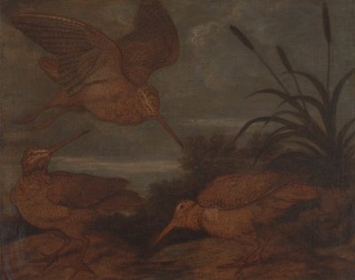 夕暮れのウッドコック 作： フランシス・バーロウ