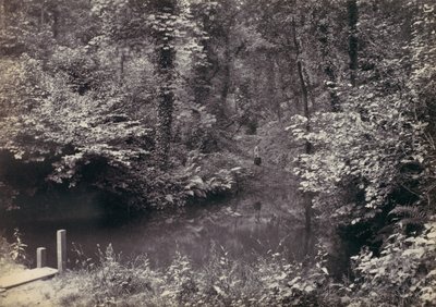 コルウィン湾。 森の中のプール、1870年代。 作： Francis Bedford