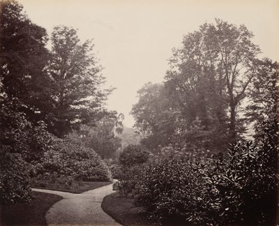 アレクサンドラ公園の小道。1863年（写真） 作： Francis Bedford