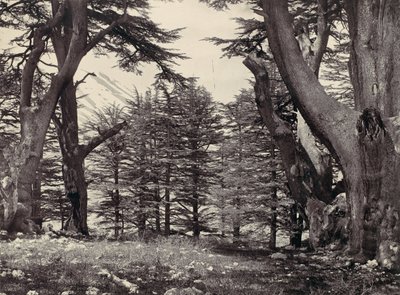 レバノン杉、カリフォルニア州。 1857年。 作： Francis Frith