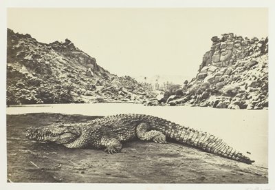 砂州のクロコダイル、1857 年。 作： Francis Frith