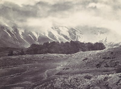 レバノン杉の遠景、カリフォルニア州。 1857年。 作： Francis Frith