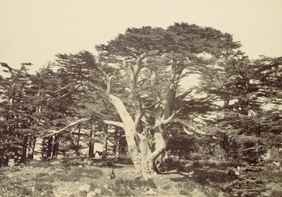 最大の杉、レバノン山、1857年。 作： Francis Frith
