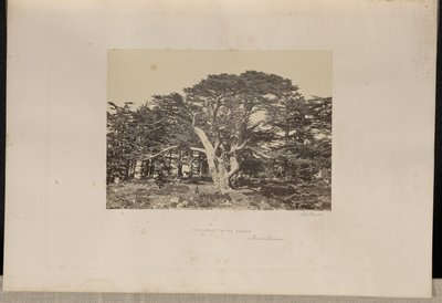最大の杉、レバノン山 作： Francis Frith