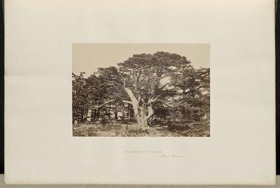 最大の杉、レバノン山 作： Francis Frith