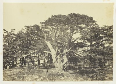 最大の杉、レバノン山 作： Francis Frith