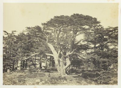 最大の杉、レバノン山、1857年。 作： Francis Frith