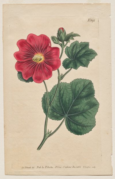 展示されている植物雑誌またはフラワー ガーデン: プレート 892、Althaea Flexuosa。 セリンガパタム A ホーリーホック。 【アルテア・ロゼア】 作： Francis Sansom