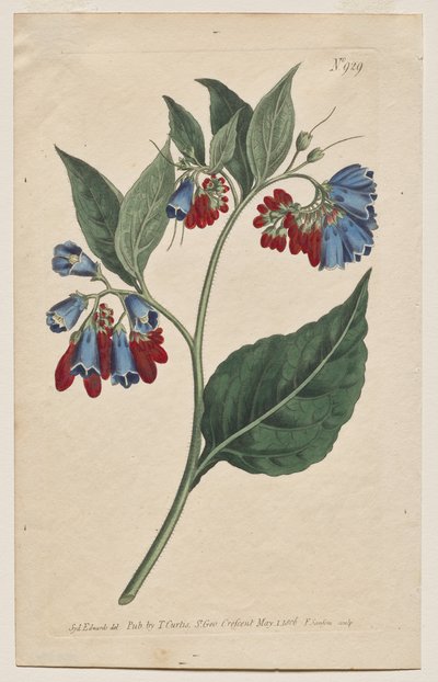 展示されている植物雑誌またはフラワー ガーデン: プレート 929、Symphyum Asperrim。 プリックリー・コンフリー。 [Symphytum asperum] 作： Francis Sansom