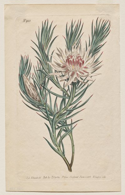 展示されている植物雑誌またはフラワー ガーデン: プレート 933、Protea mucronifolia。 短剣葉のプロテア。 【プロテア・オドラタ】 作： Francis Sansom