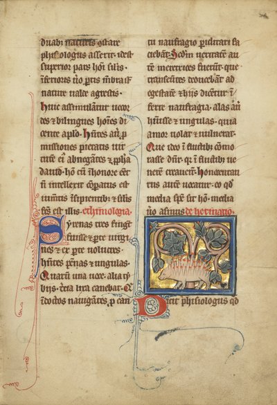 動物寓話のMsLudwig XV 4のハリネズミ、fol。 82、c.1280-1300（テンペラ、ペンとインク、金箔と羊皮紙の絵の具） 作： Franco Flemish School