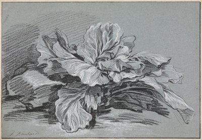 キャベツの研究 作： François Boucher