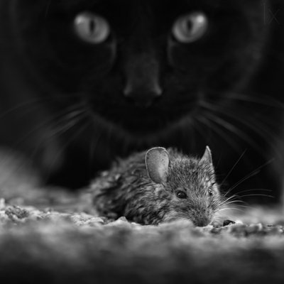 ブラック・キャット・ワイルド・マウス 作： Francois Casanova