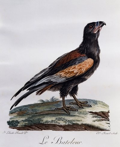 ボーターの成魚（Terathopius ecaudatus）、「Histoire Naturelle des Oiseaux d