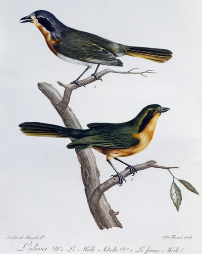 オリーブ・ブッシュシュライク（Telophorus olivaceus）の雄と雌の成虫、『Histoire Naturelle des Oiseaux d