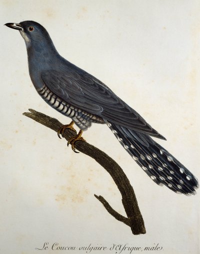 アフリカン・カッコウ（Cuculus gularis）、Francois Le Vaillant（1753-1824）による『Histoire Naturelle des Oiseaux d
