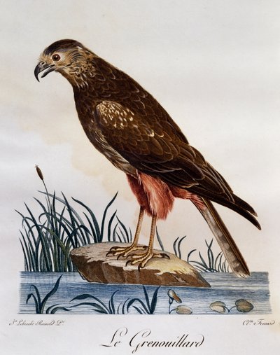 アフリカン・マーシュ・ハリアー（Circus ranivorus）、『Histoire Naturelle des Oiseaux d