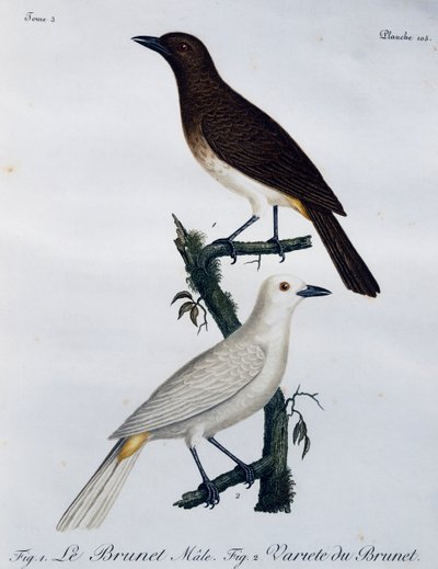 アフリカの赤目のブルブル（Pycnonotus nigricans）、「Histoire Naturelle des Oiseaux d