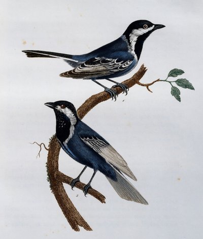 アシュイティ（Parus cinerascens）、「Histoire Naturelle des Oiseaux d