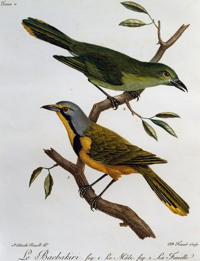 Bokmakierie Bushshrike (Telophorus zeylonus), 「Histoire Naturelle des Oiseaux d