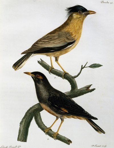 バラ科のムクドリ（Sturnus pagodarum）とその下のバンク・マイナ（Acridotheres ginginianus）（『Histoire Naturelle des Oiseaux d
