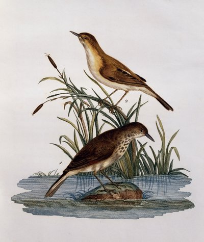Cagueteuse and Lisabelle（『Histoire Naturelle des Oiseaux d